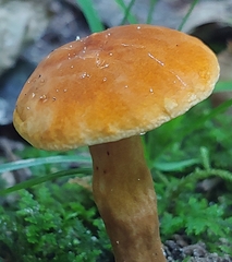Gyroporus castaneus