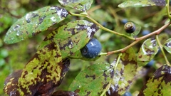Vaccinium ovalifolium