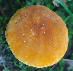 Gyroporus castaneus