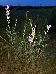 Astragalus varius