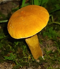 Gyroporus castaneus