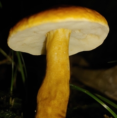 Gyroporus castaneus