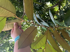 Chrysophyllum oliviforme