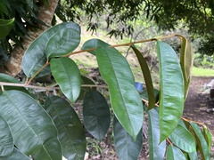 Chrysophyllum oliviforme