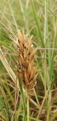 Distichlis spicata