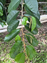 Chrysophyllum oliviforme