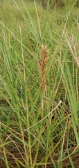 Distichlis spicata