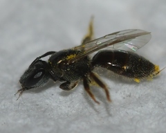 Lasioglossum imitatum