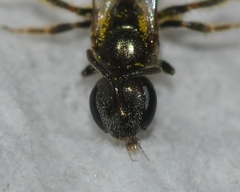 Lasioglossum imitatum
