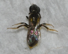 Lasioglossum imitatum