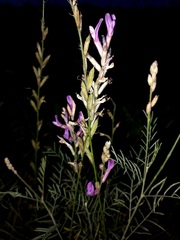 Astragalus varius