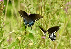 Papilio troilus
