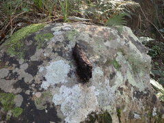 Papio ursinus ursinus