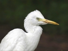 Bubulcus ibis