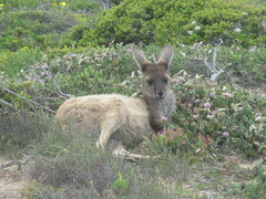Macropus fuliginosus