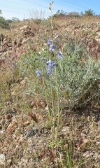 Delphinium parishii