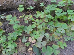 Oxalis trilliifolia