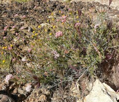 Eriogonum fasciculatum