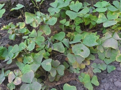 Oxalis trilliifolia