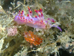 Coryphellina poenicia