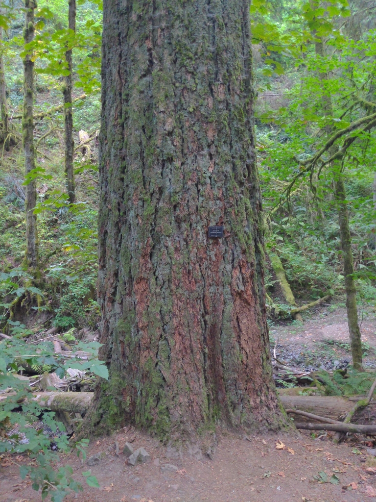 The Balch Creek Fir