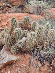 Echinocereus engelmannii engelmannii