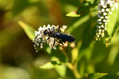 Sphecini
