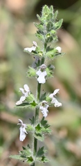 Stachydeae