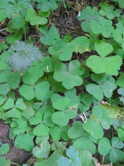 Oxalis trilliifolia