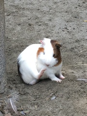 Cavia porcellus
