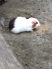 Cavia porcellus