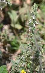Stachydeae