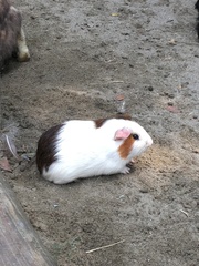 Cavia porcellus