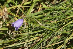 Campanula scheuchzeri