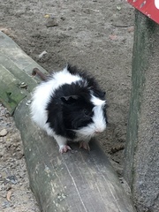 Cavia porcellus