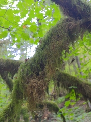 Pseudisothecium stoloniferum