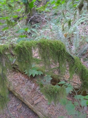 Pseudisothecium stoloniferum