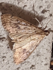 Asciodes gordialis