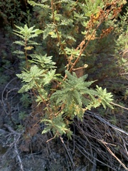 Chamaebatiaria millefolium