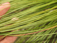 Xanthorrhoea johnsonii
