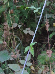 Rubus ursinus