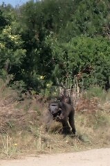 Papio ursinus ursinus