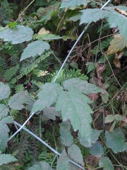 Rubus ursinus