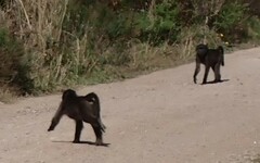 Papio ursinus ursinus