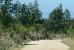 Papio ursinus ursinus