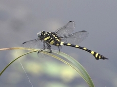 Ictinogomphus rapax