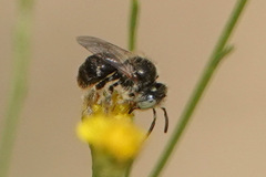 Anthophorula