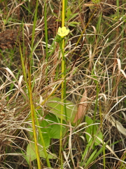 Liparophyllum exaltatum