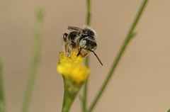 Anthophorula