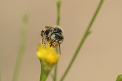 Anthophorula